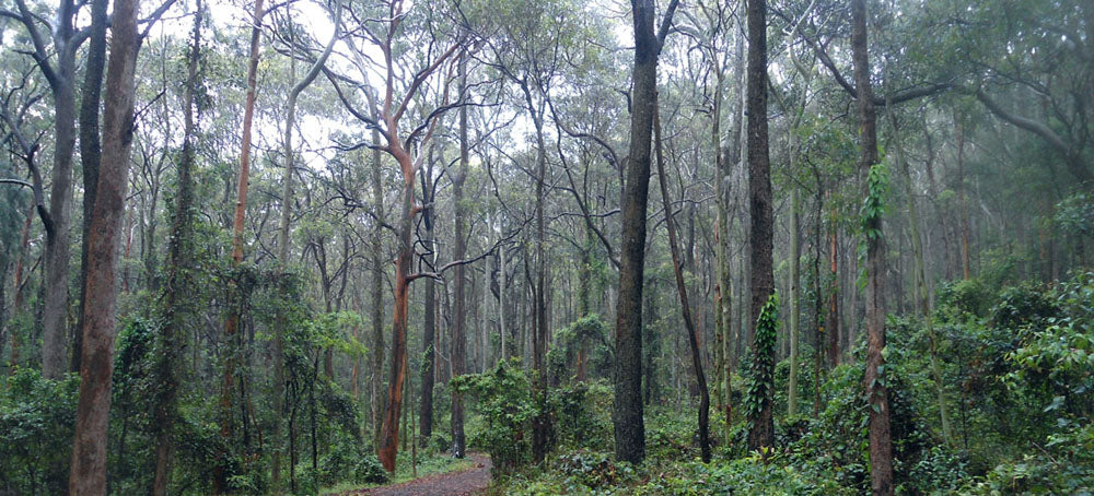 Dorluxure hardwood bed frame only made from NSW blackbutt timber
